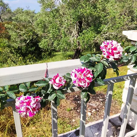 Aloni